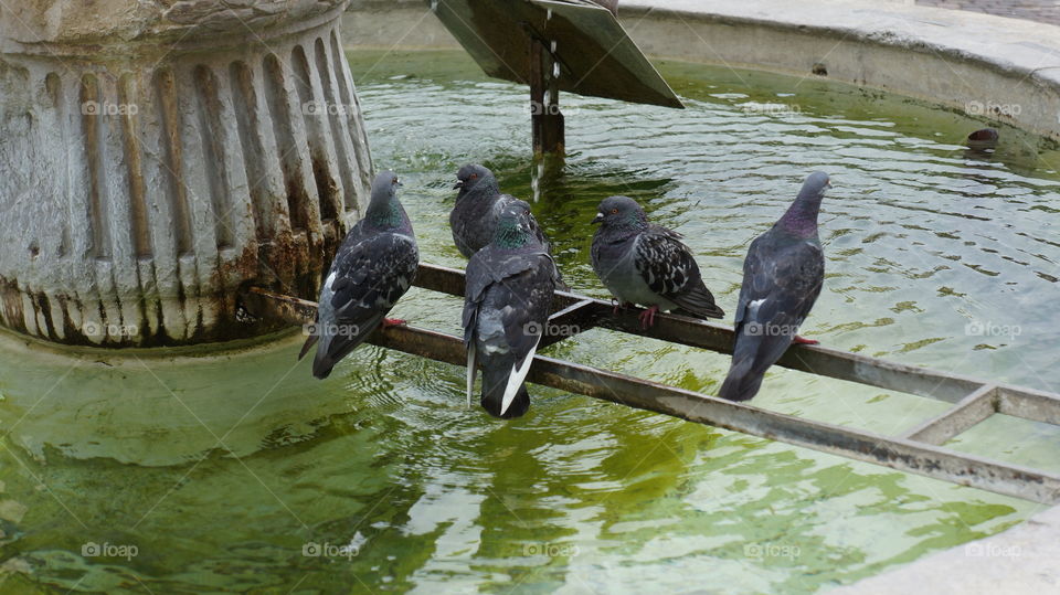 Pigeon perching on metal