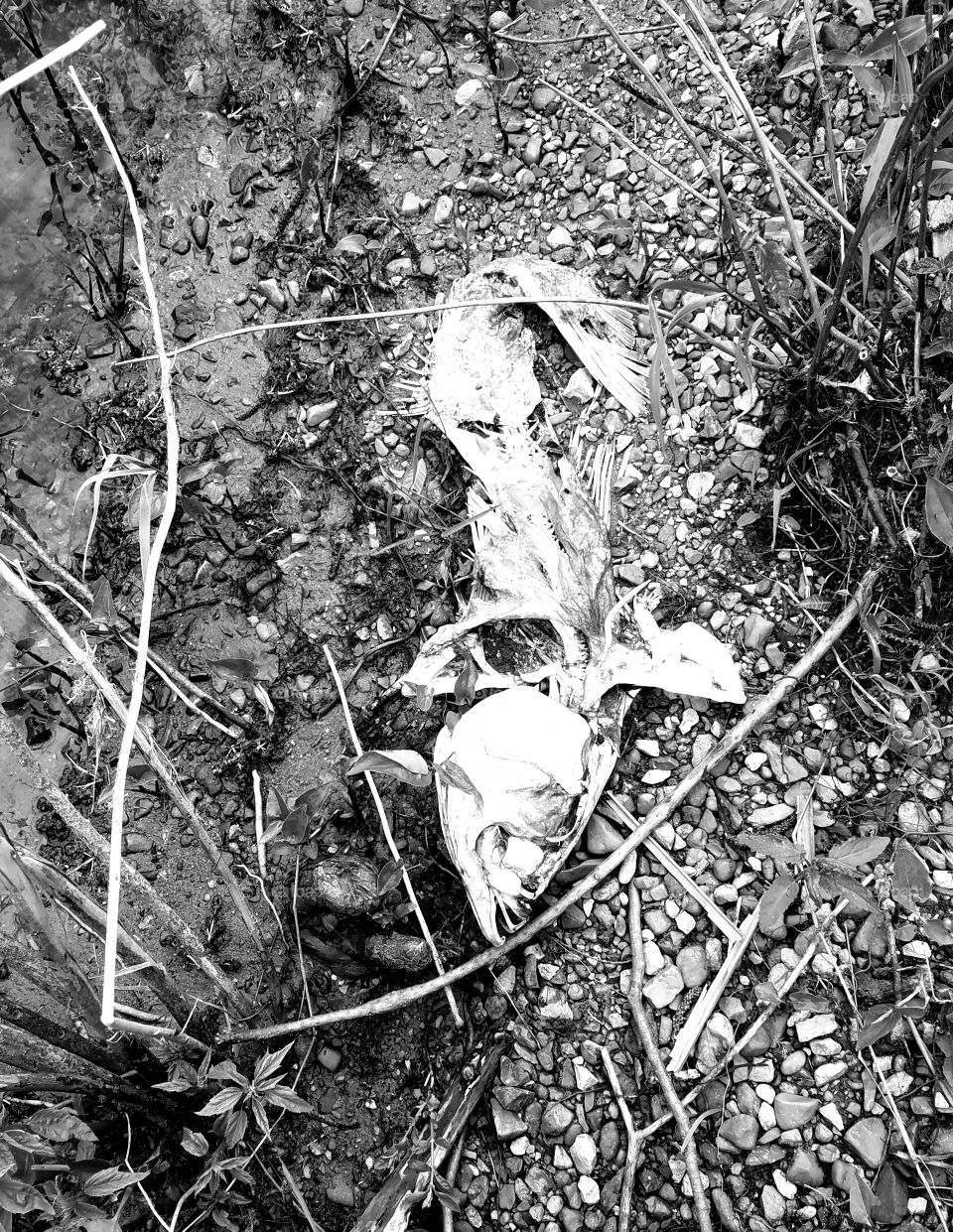 big fish skeleton at Reelfoot Lake