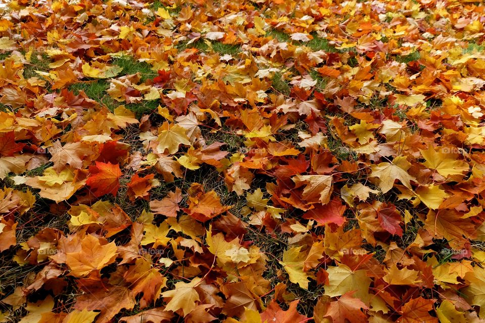 seasonal carpet