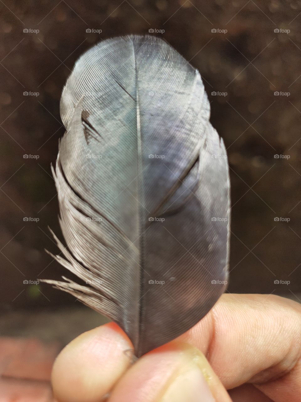 📷 
Beauty Of Birds Worlds,🕊️🕊️
Gray and Shining Feather Of Piegion.

Symbol of Peace, as well as neutrality