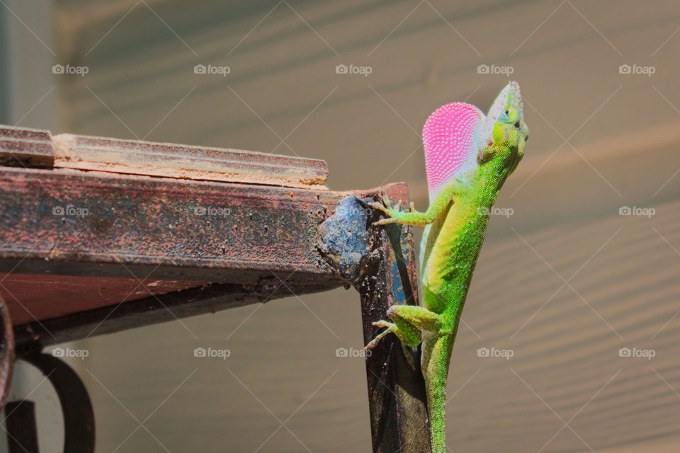 lizard looking for a girlfriend