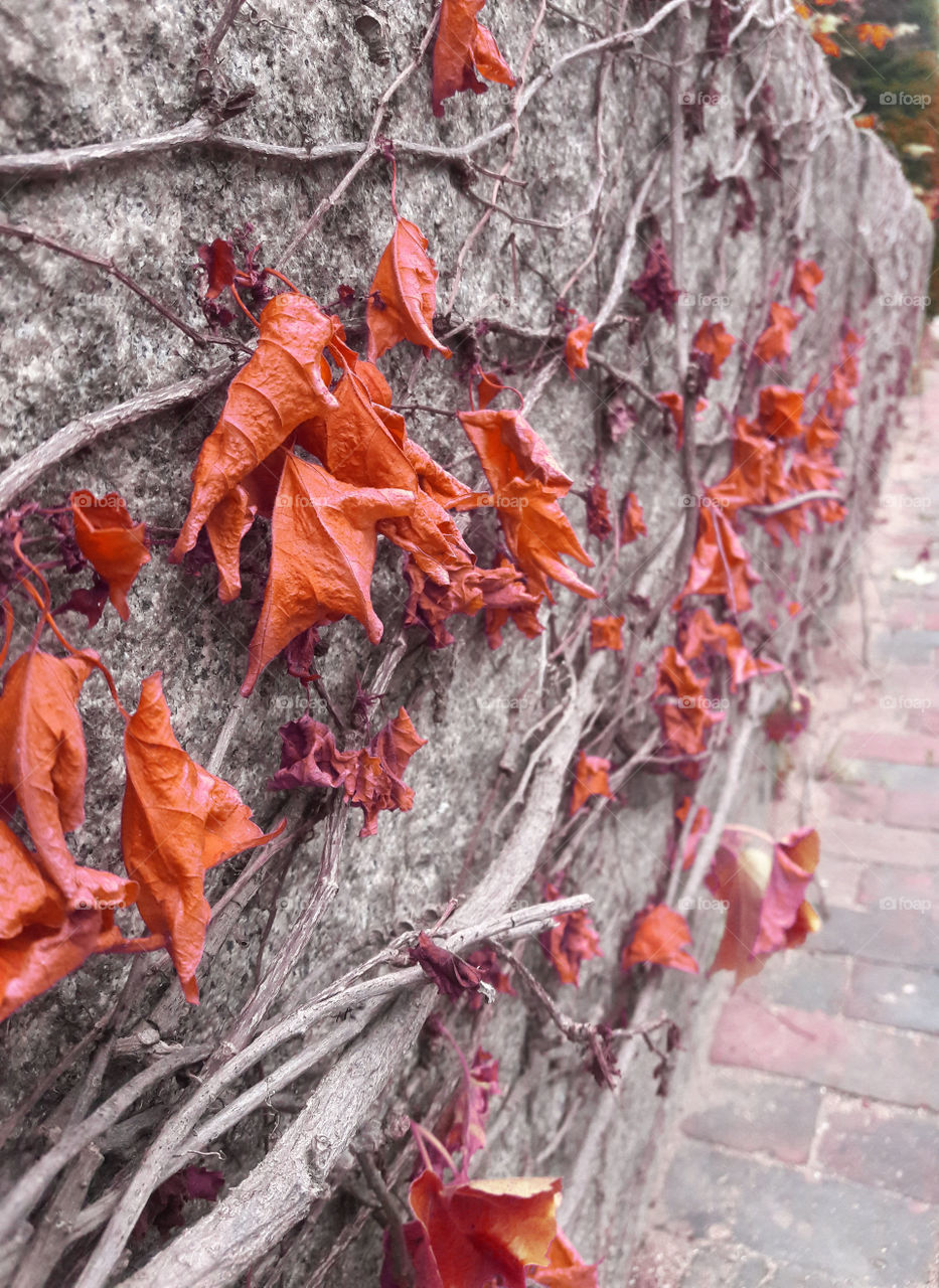 Orange leaves and vines on a stone wall.