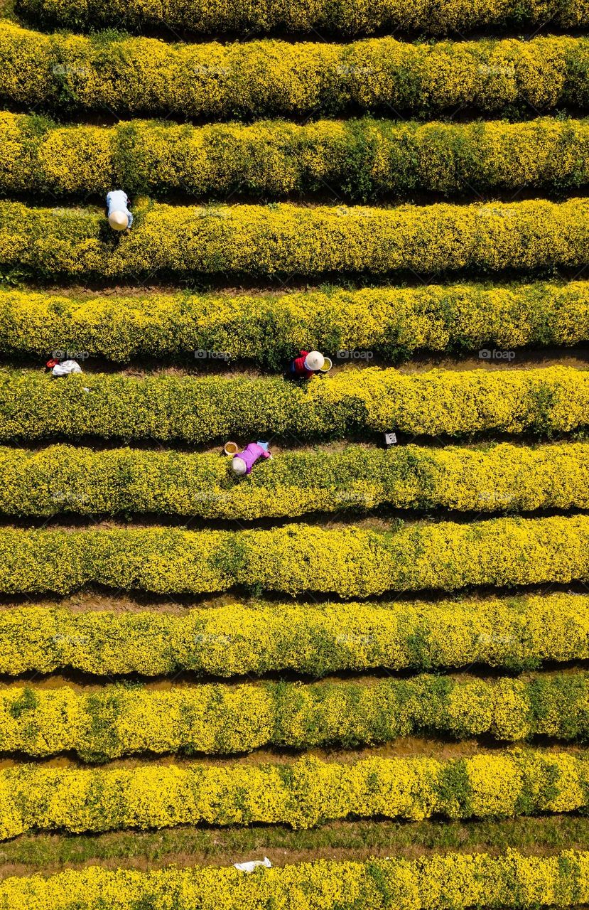 Harvest Chrysanthemums Flowers