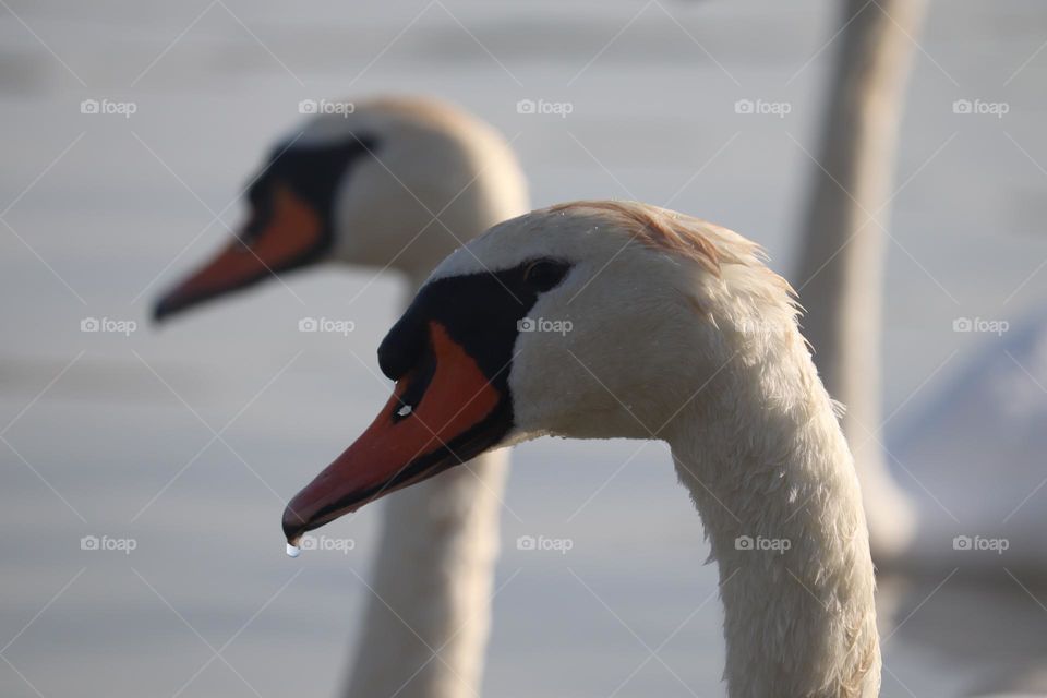 A White swan