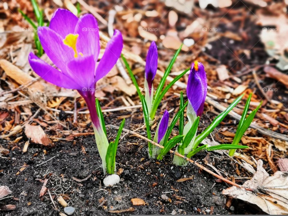 blooming purple crocus in spring