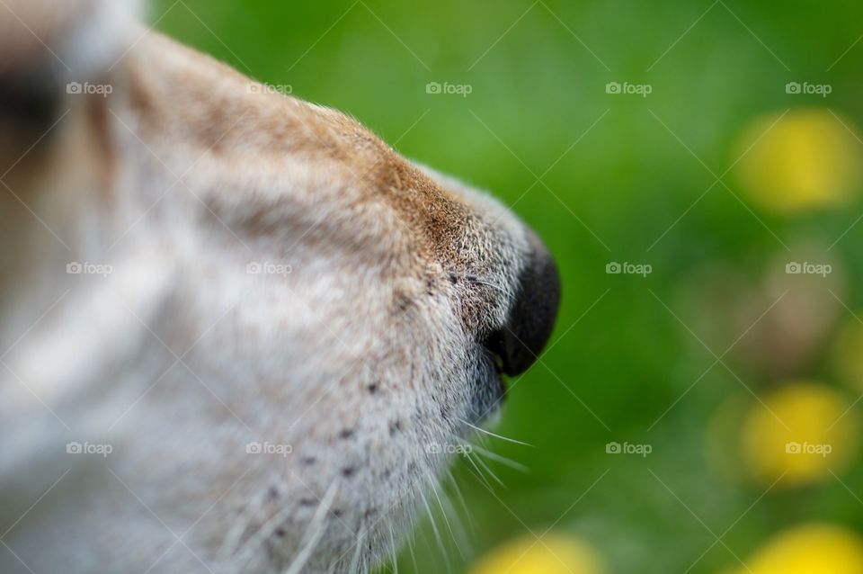 Sniffer