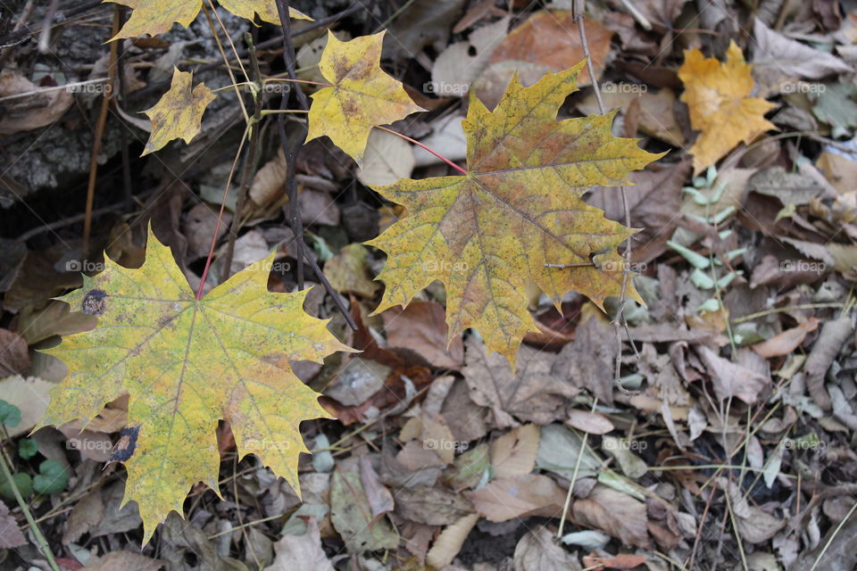 Autumn leaves