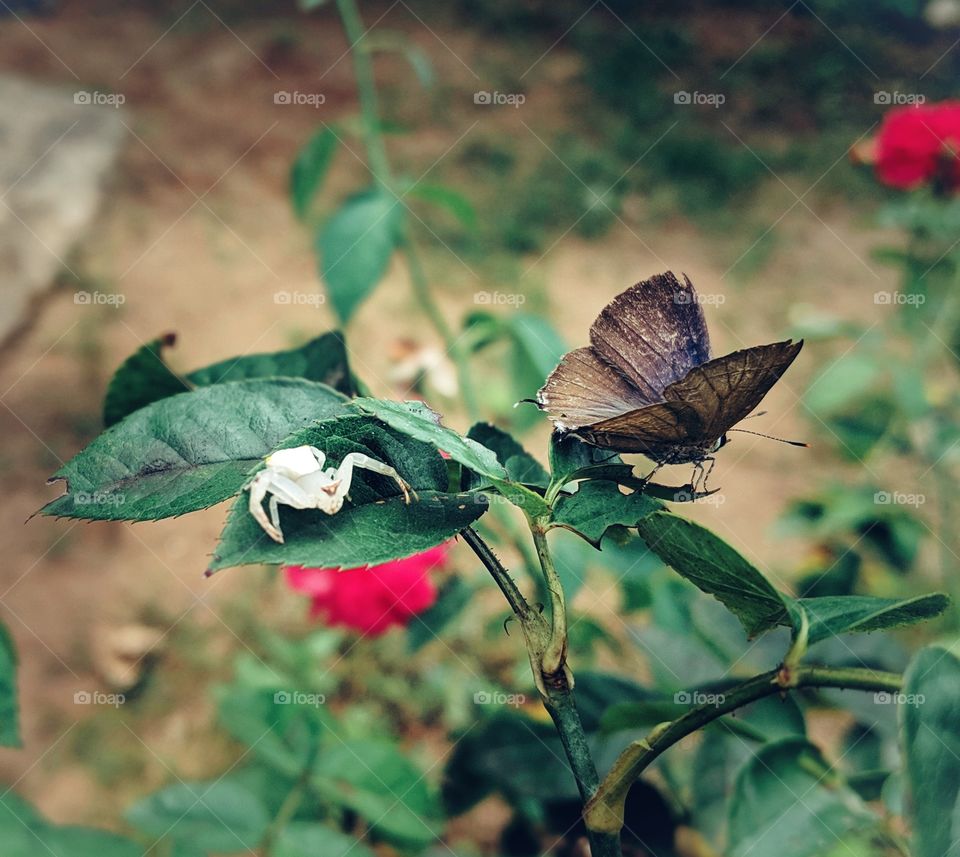 white spider and brown butterfly stock Photography