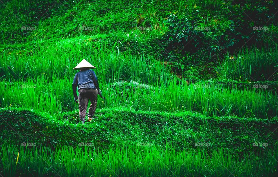 rice fields in Bali