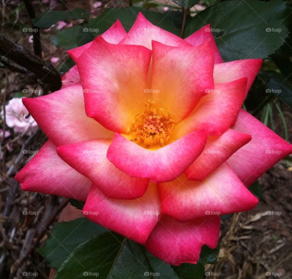 Rainbow Sorbet Rose