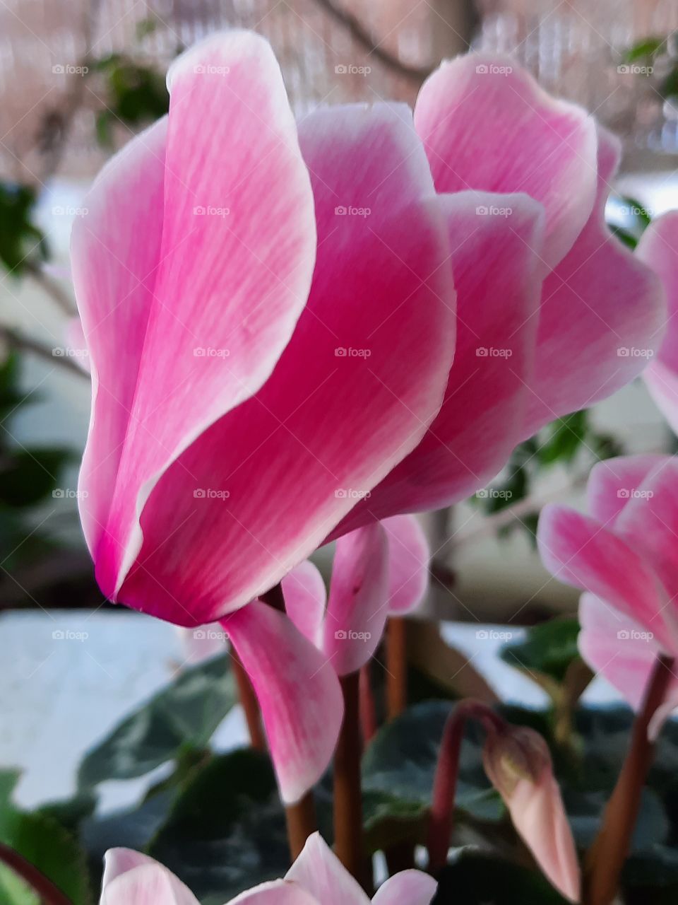 close-up of sunlit  flowers  of pink cyclamen