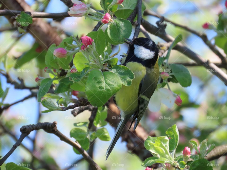 Tit on a blossoming apple tree