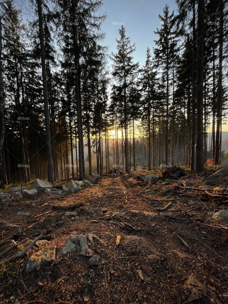 The magic of the forest in a golden hour🌲🌅