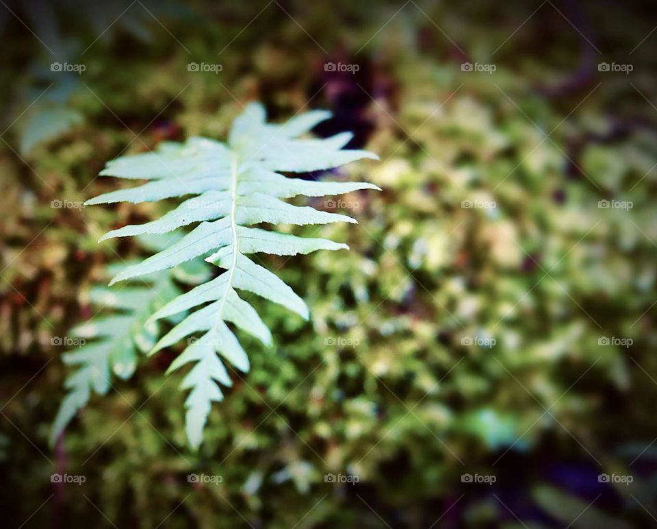 Vibrant green fern stems grows from a moss covered tree stump in Whatcom Park, Washington 