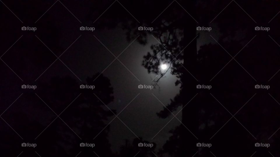 Mississippi  Moon. Full moon shining through the pine trees at midnight
