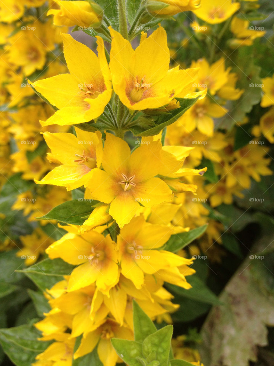 flowers garden yellow bright by gsplan