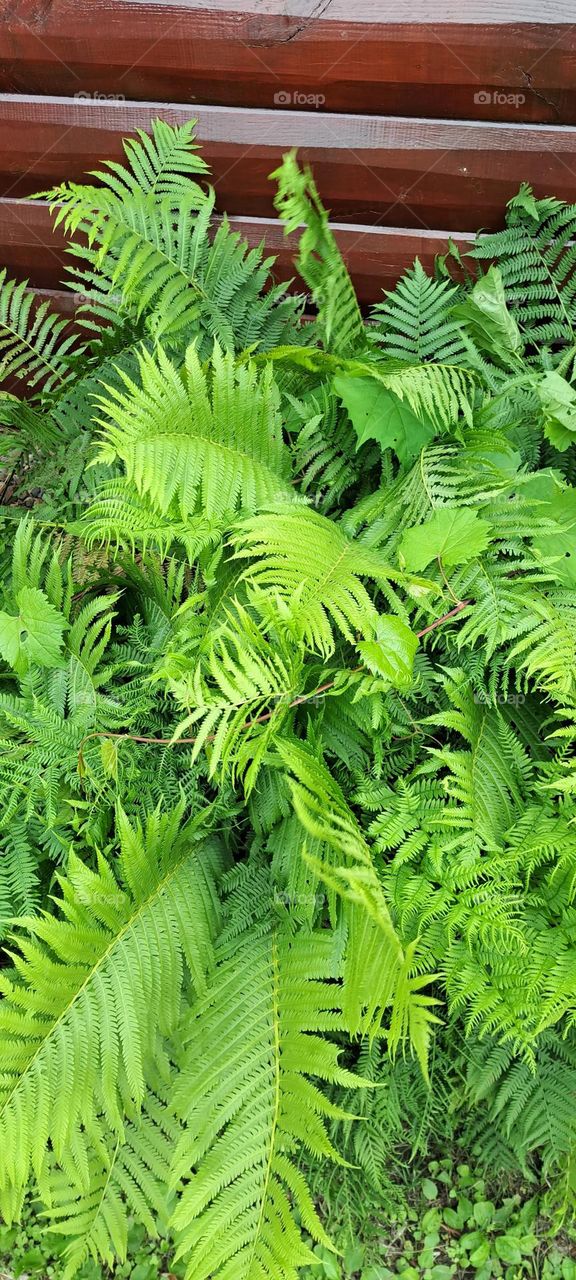 Ferns