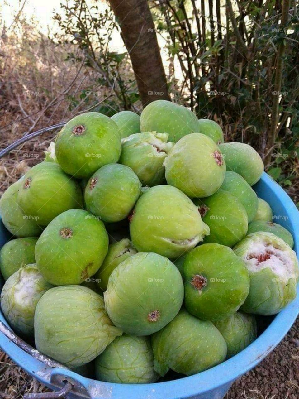 Moroccan Figs