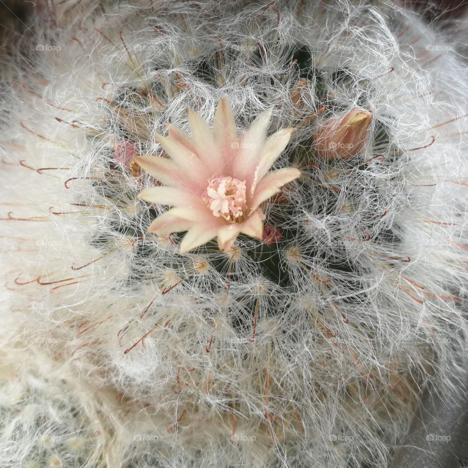 Yellow barrel cactus blooming