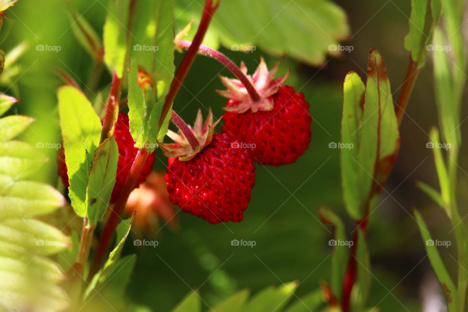 Colorful red wild strawberries 