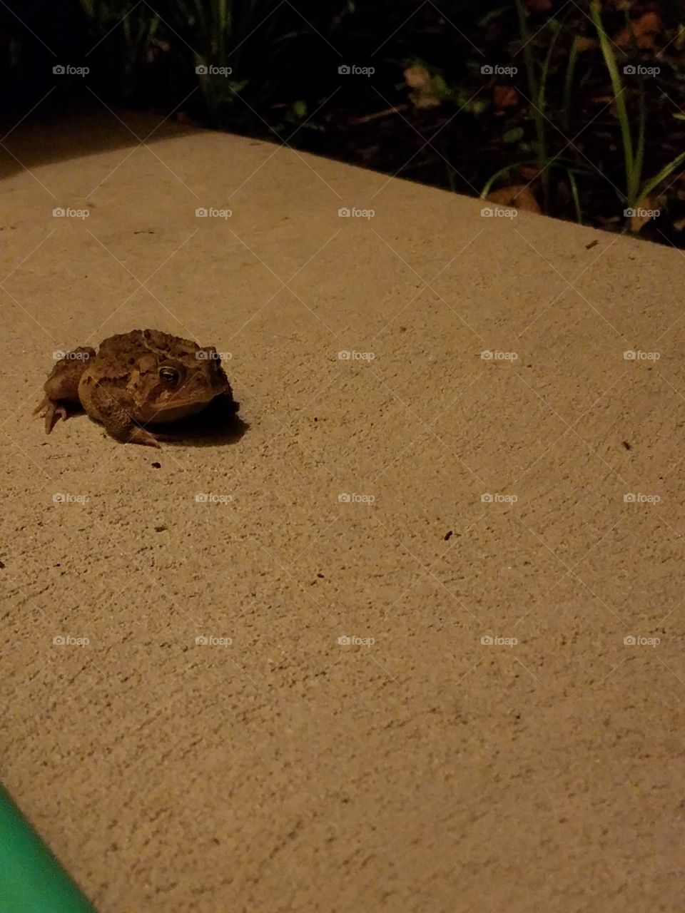 Frog waiting for dinner on a porch