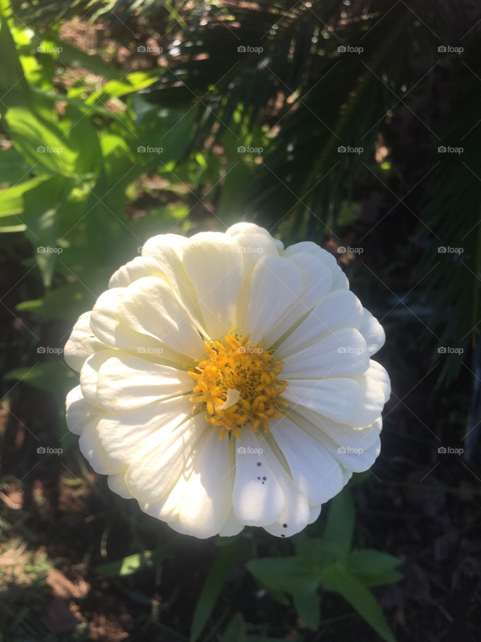 Huna ermosa flor blanca