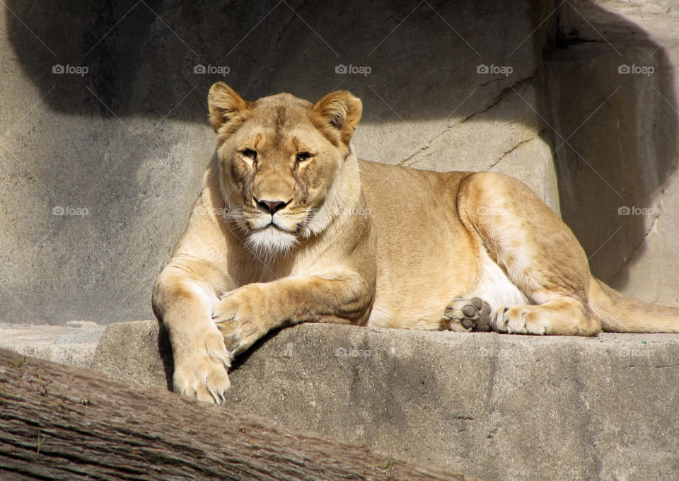 animal wild lion big cat by landon