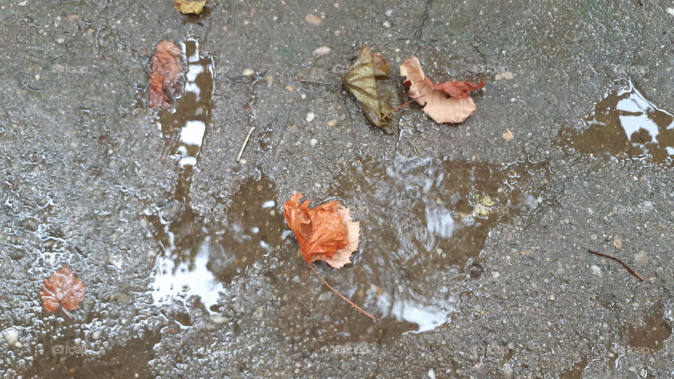 Autumn dried vine leaf in rain water