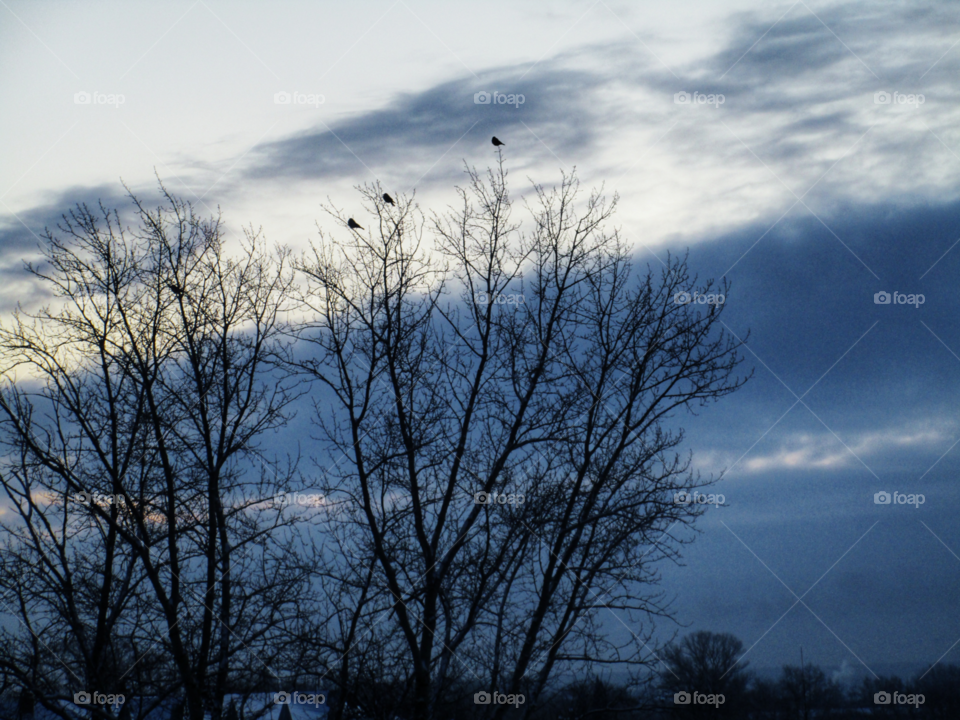 Winter, Nature, Tree, Dawn, Landscape