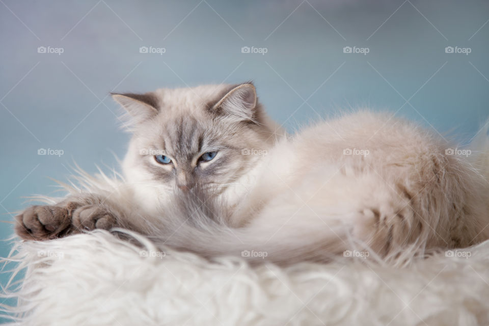 Silver-tabby Neva masquerade (Siberian color-point) cat portrait on light blue background 