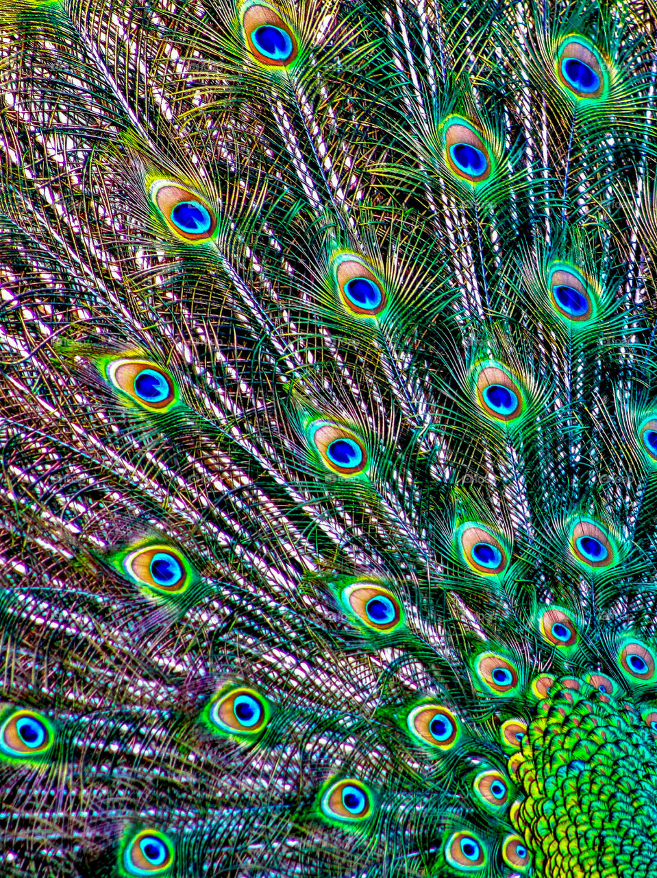 Feathers of peacock