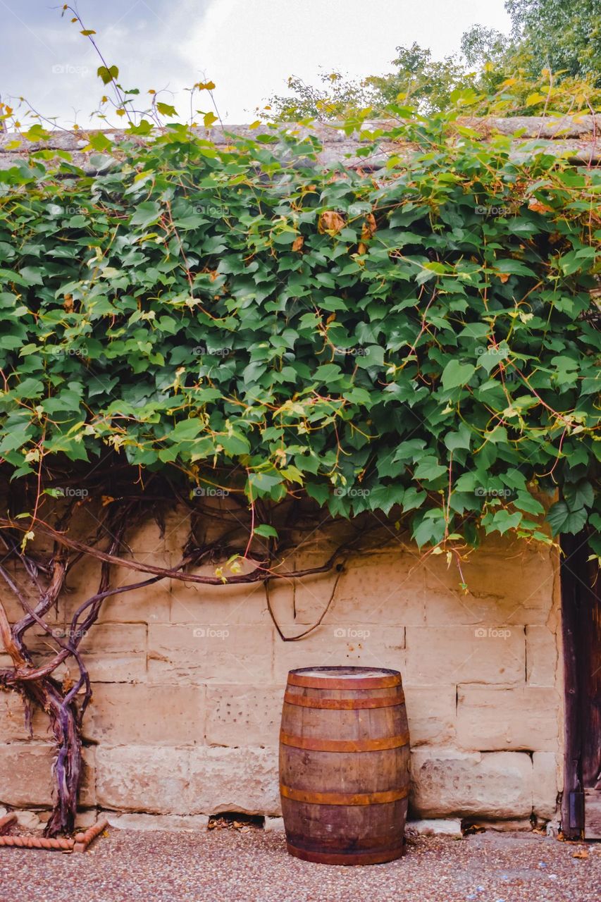 grapevine wall and barrel