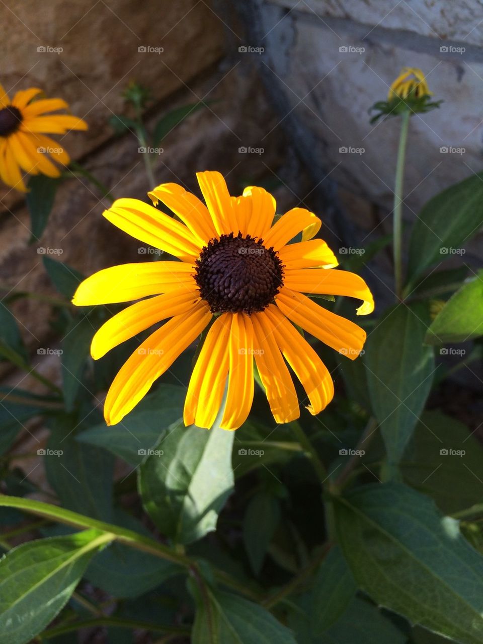Black-eyed Susan 