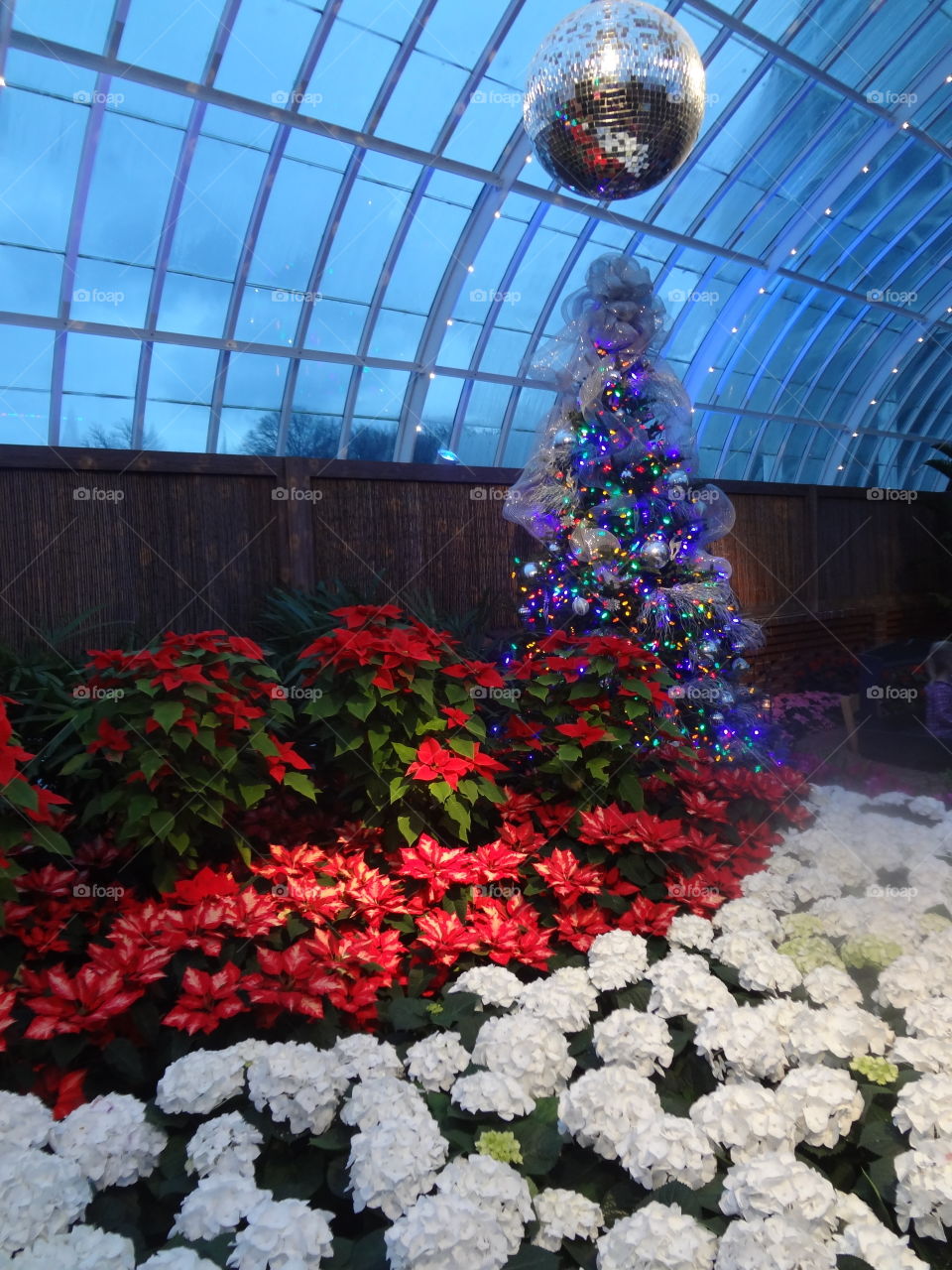 Christmas flowers and tree