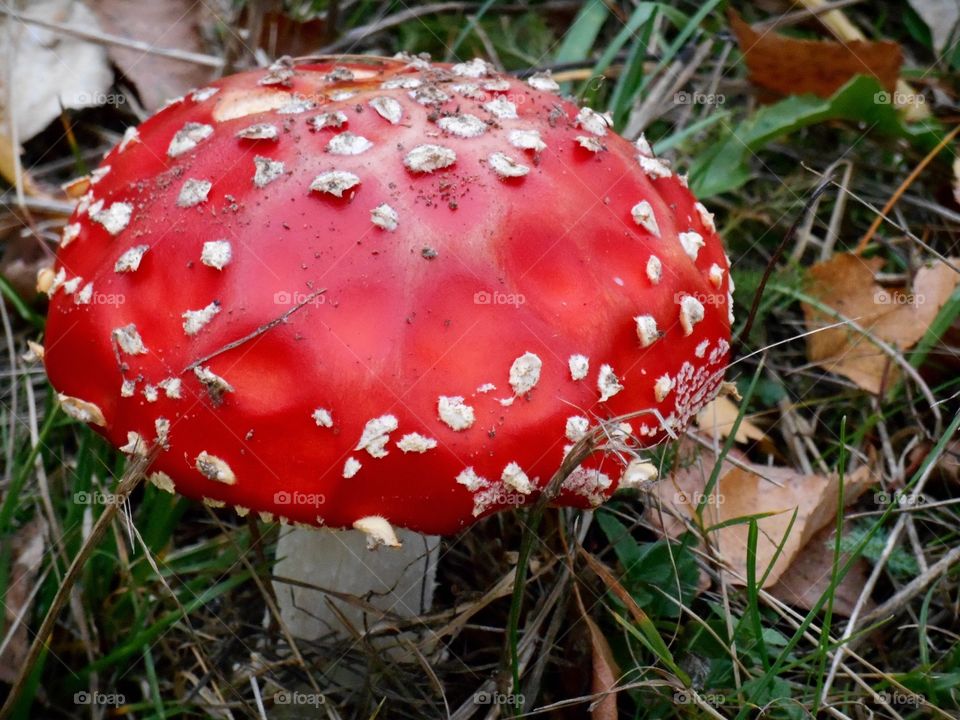 red amanita toxic mushroom in the grass fall