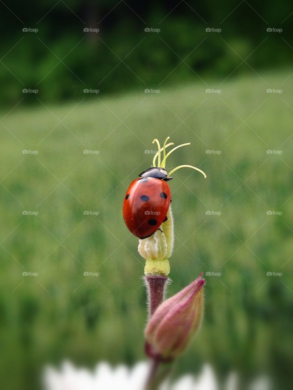 lady bug