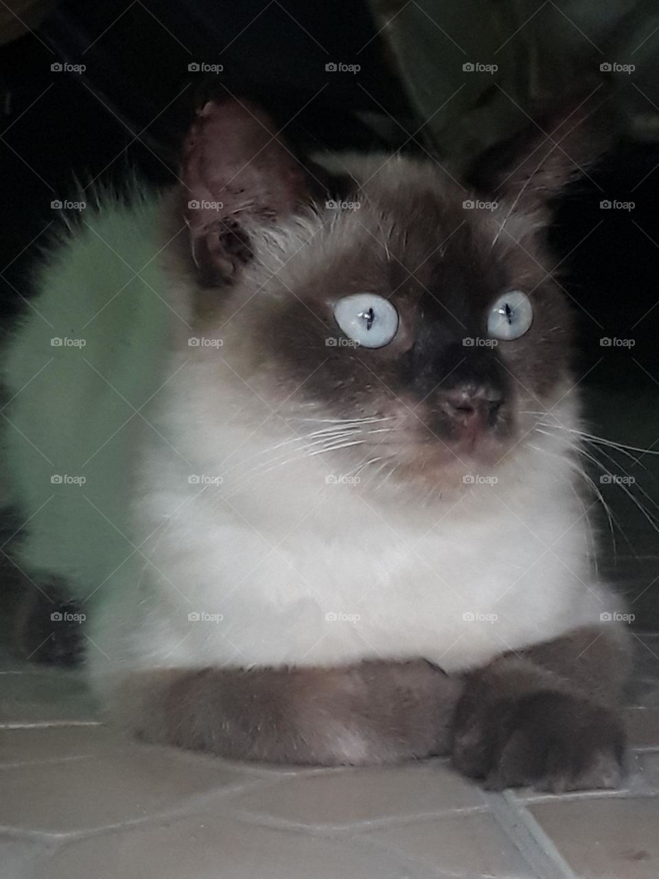 Cats are carnivorous animals but many people keep them and are liked because they are tame and fun to play with.