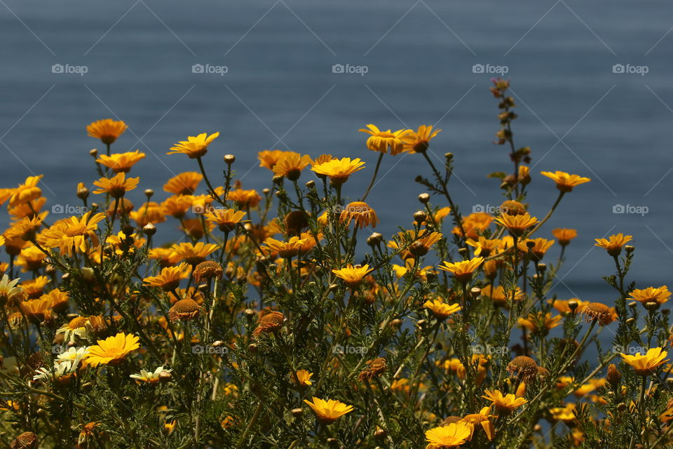 Wild flowers on the side of the hiking path