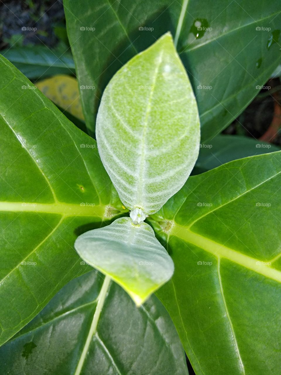 Aakanda Leaf