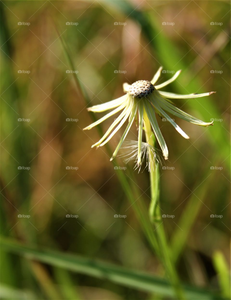 spent dandelion.