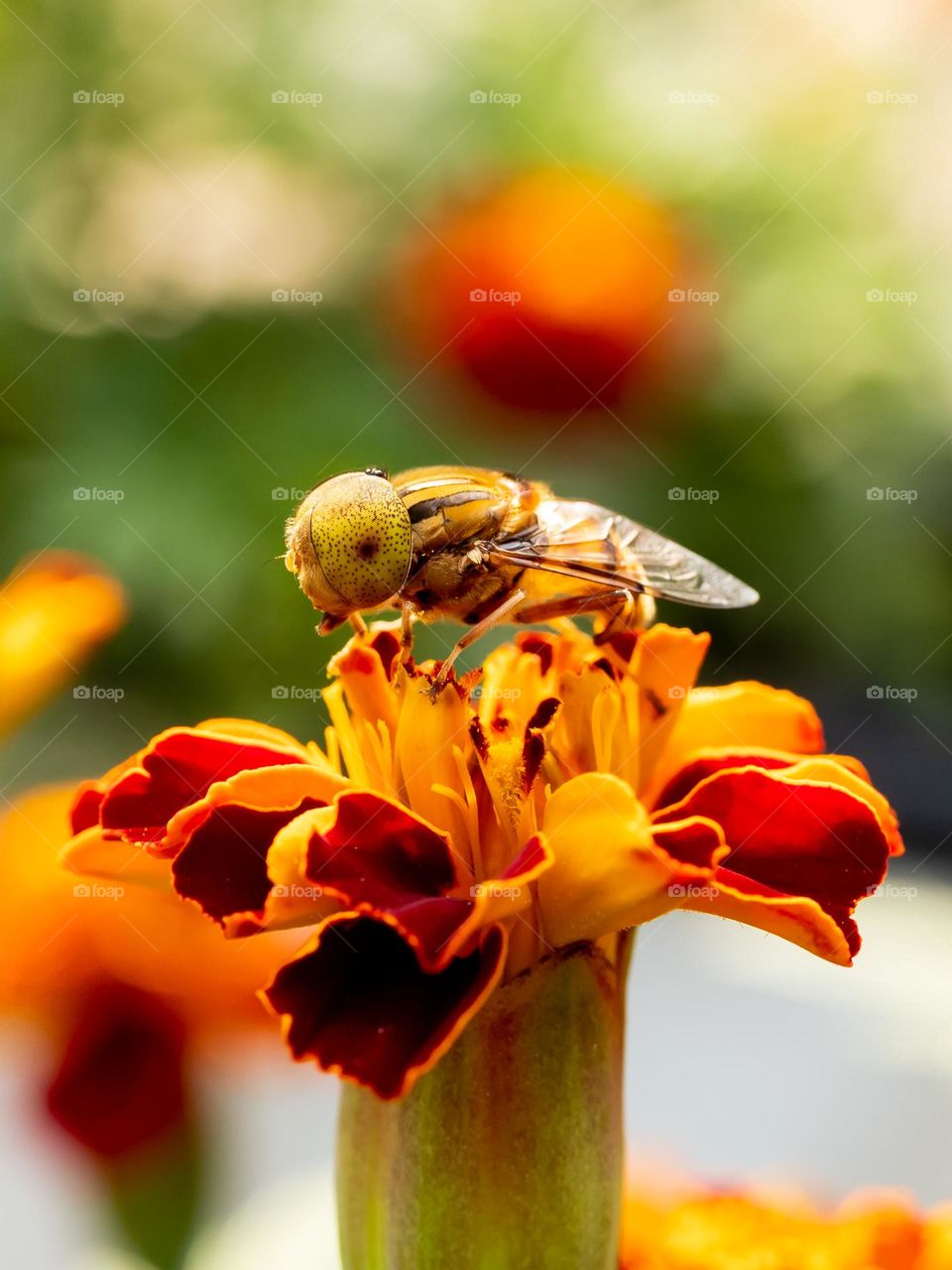Beautiful Hoverfly