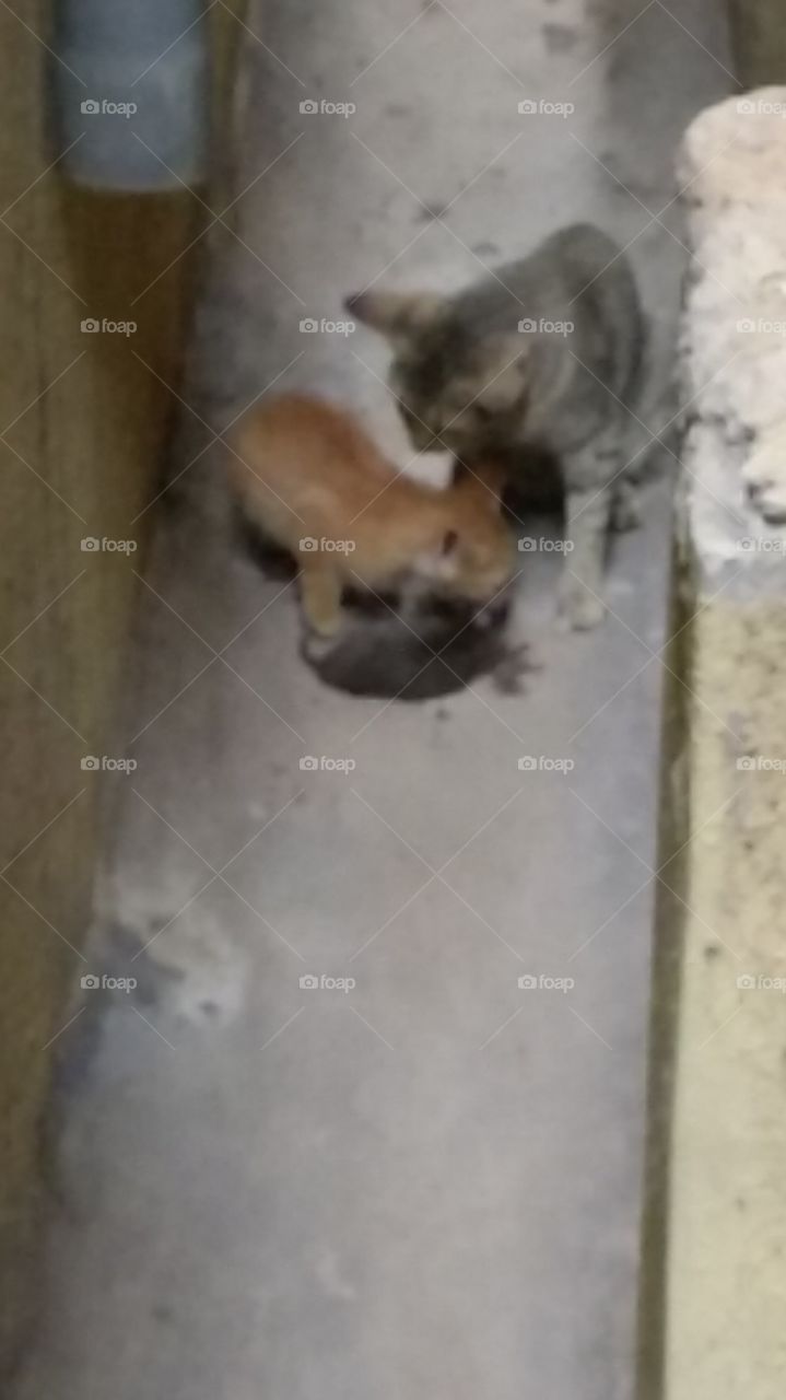 Kitten eating rat