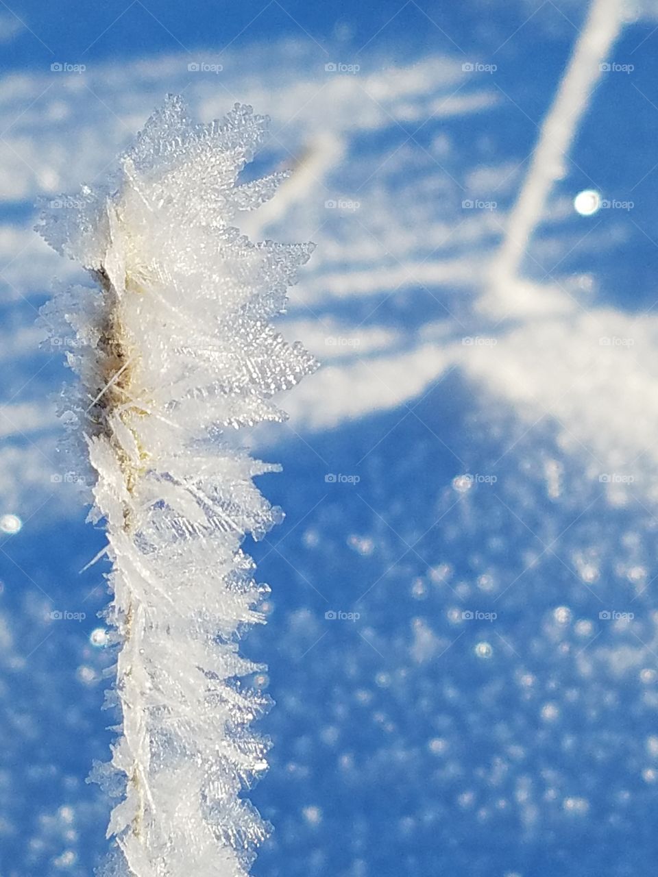 Frosty wisps of grass on a cold December morning