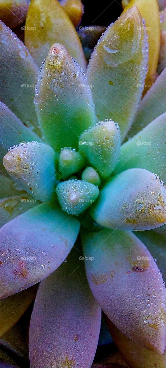 Nature's Jewels: Glistening Drops on Succulent Petals