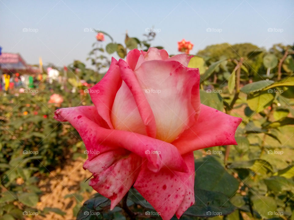 rose garden Chandigarh