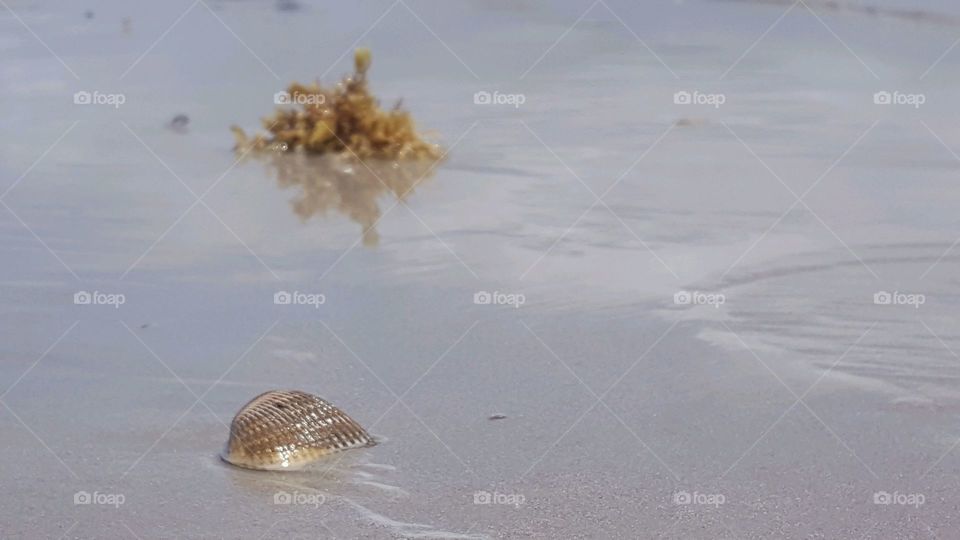 Seashell by the Seashore