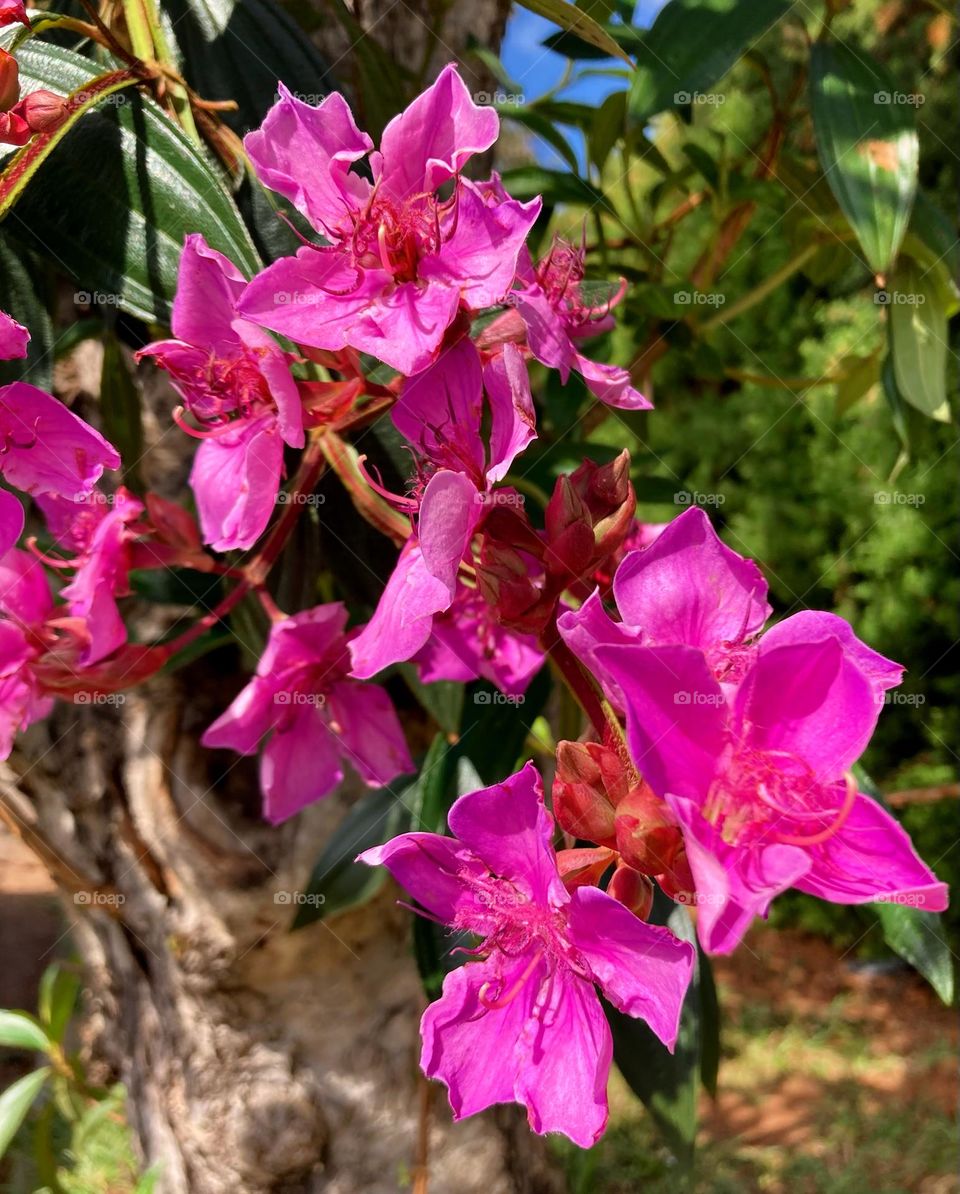 🌹 🇺🇸 Very beautiful flowers to brighten our day.  Live nature and its beauty. Did you like the delicate petals? / 🇧🇷 Flores muito bonitas para alegrar nosso dia. Viva a natureza e sua beleza. Gostaram das pétalas delicadas? 