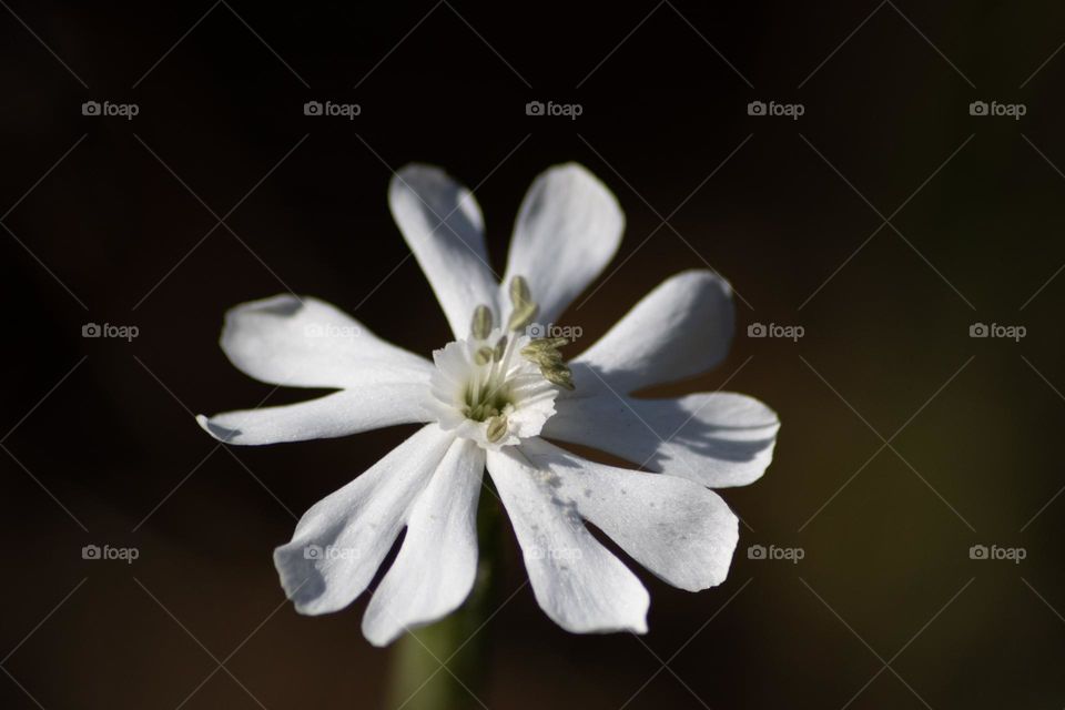 white flower macro