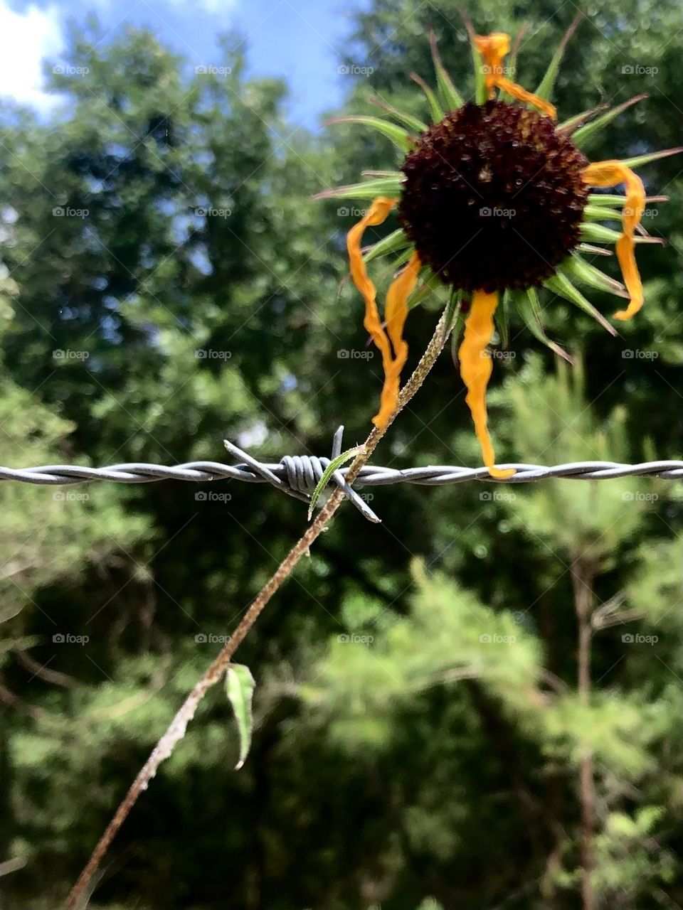 From the ground up - found this poor flower that had been battered by the storm, leaning into the barbed wire to stay upright. 