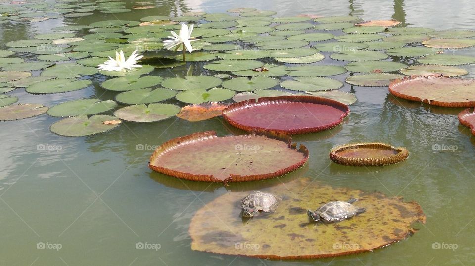 Turtles chilling out on a waterlily pond